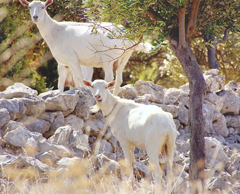 casaamare_ferienhaus_istrien (17)